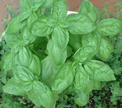 Basil Menu